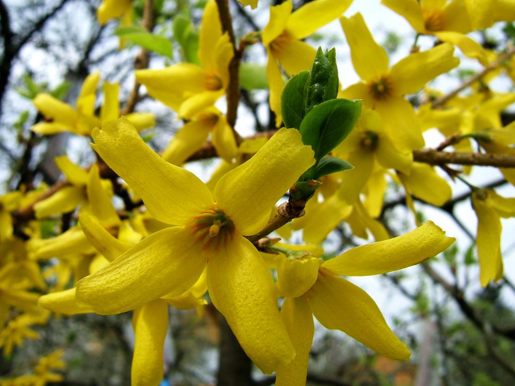 Желтый кустарник название цветущий весной фото. Форзиция Линвуд. Форзиция Kumson. Форзиция промежуточная Линвуд. Форзиция spectabilis.