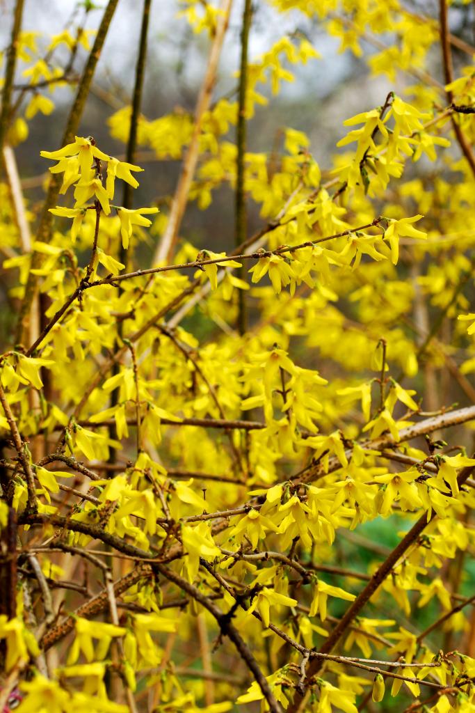 Куст цветущий ранней весной желтым цветом. Форзиция Meadowlark. Форзиция желтоокаймленная. Форзиция Голдрауч. Форзиция пониклая.