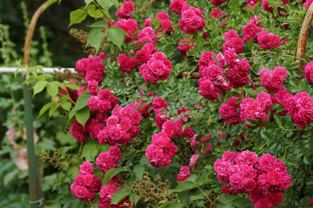 Роза плетистая розовая, неукрывная Excelsa (Red Dorothy Perkins)