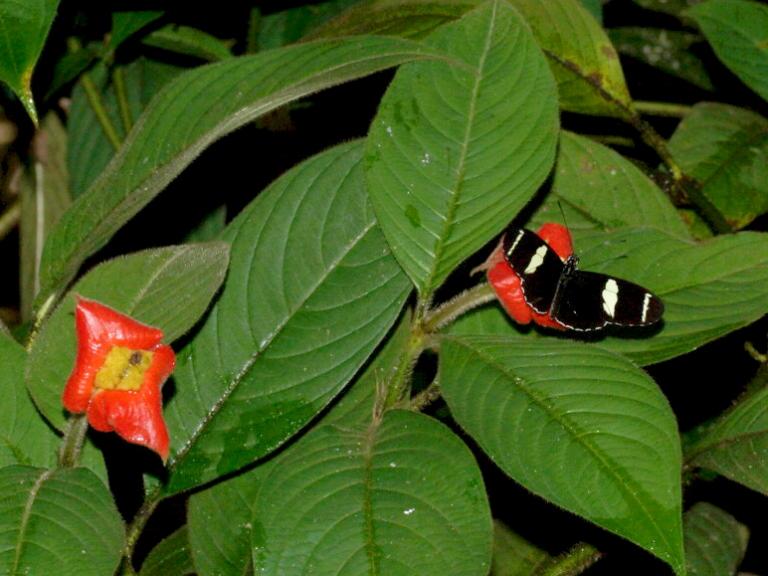 Психотрия в парке бабочек в Коста-Рике
