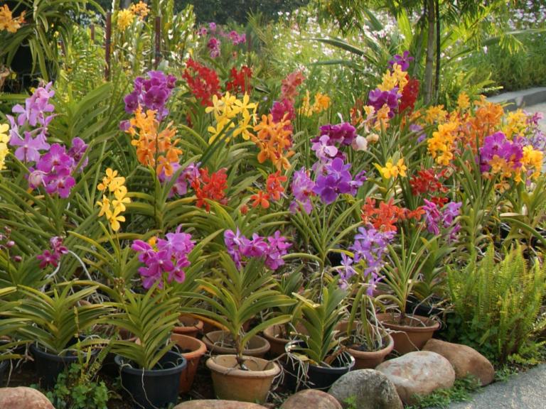 Ванды в Парке орхидей в Куала Лумпуре