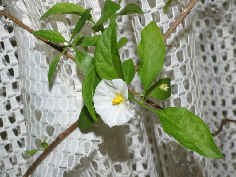 Solanum rantonnetii 'Alba'