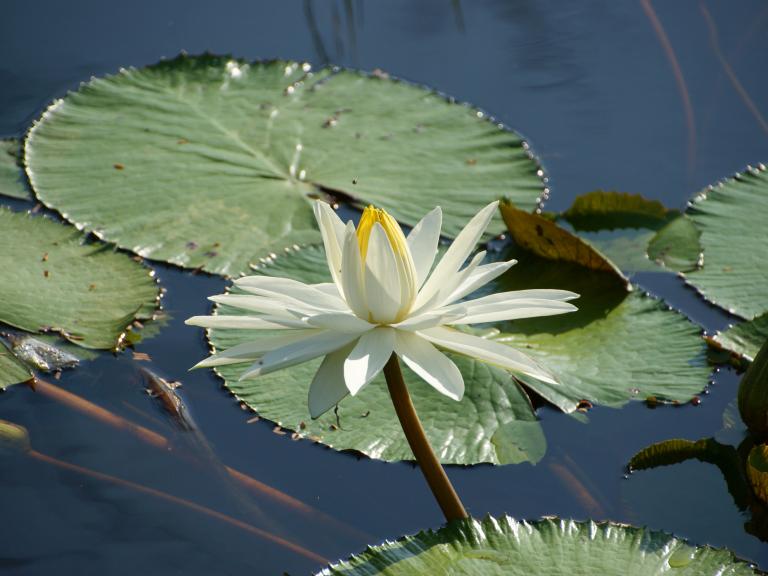 Лотос египетский  (Nymphaea lotus)