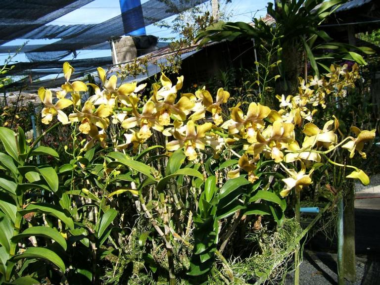 Дендробиум-фаленопсис на орхидеевой ферме в Таиланде
