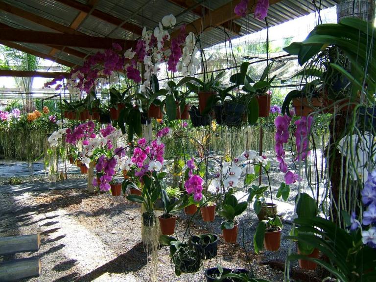 Фаленопсисы на орхидеевой ферме в Таиланде