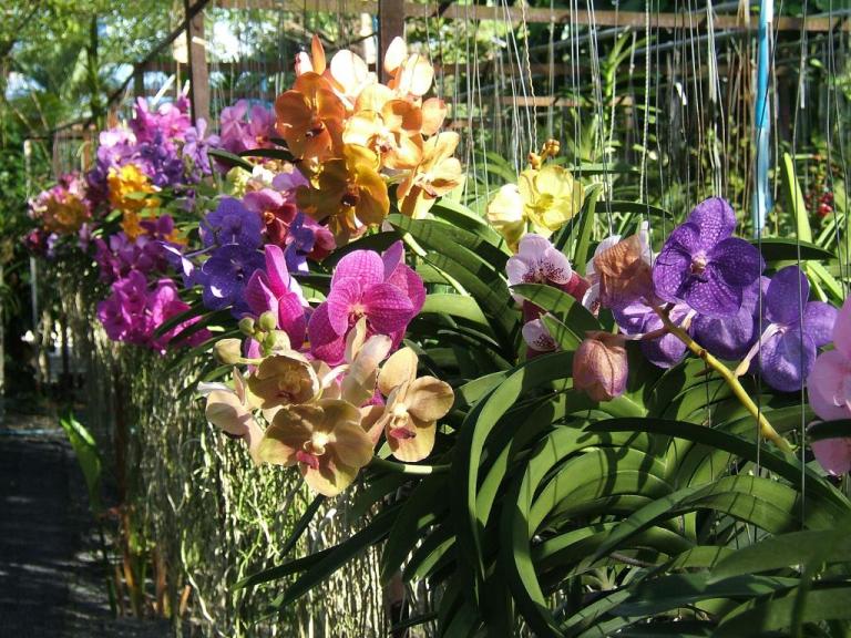 Ванды на орхидеевой ферме в Таиланде