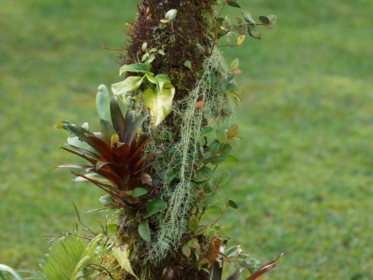Эпифиты на дереве на вулкане Поас в Коста-Рике