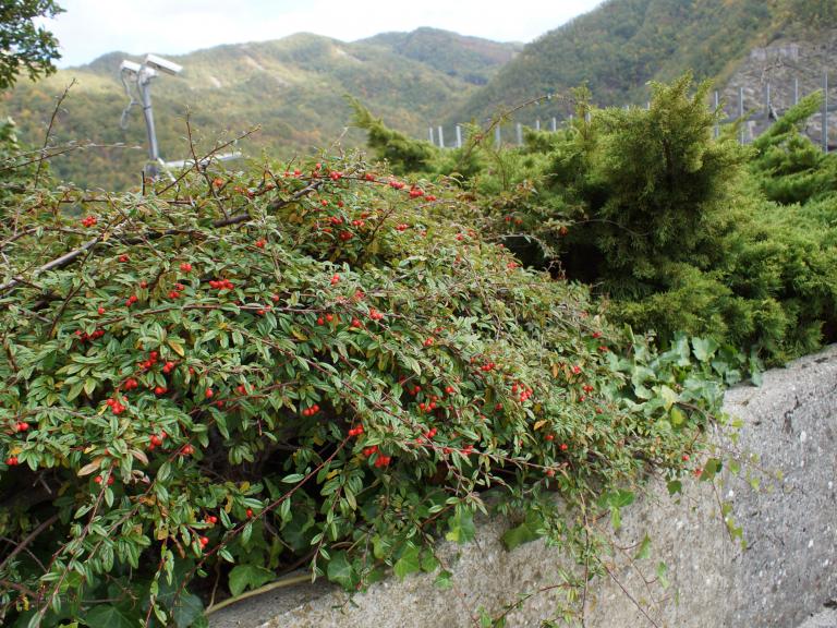 Осенние растения в Италии