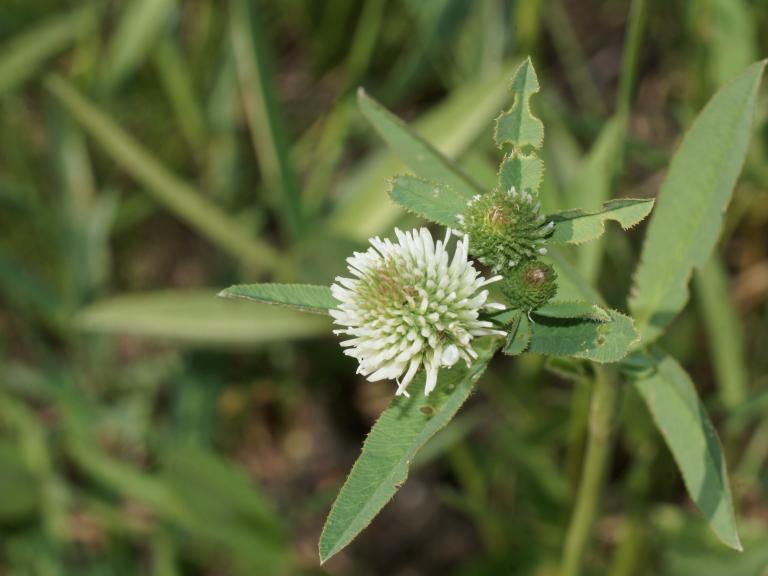 Клевер горный или Белоголовка (Trifolium montanum)