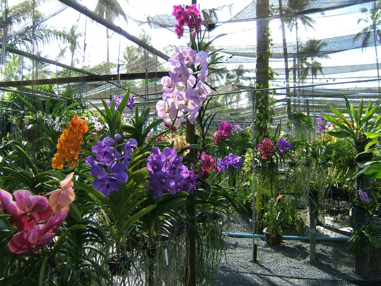 Орхидеевая ферма в Таиланде