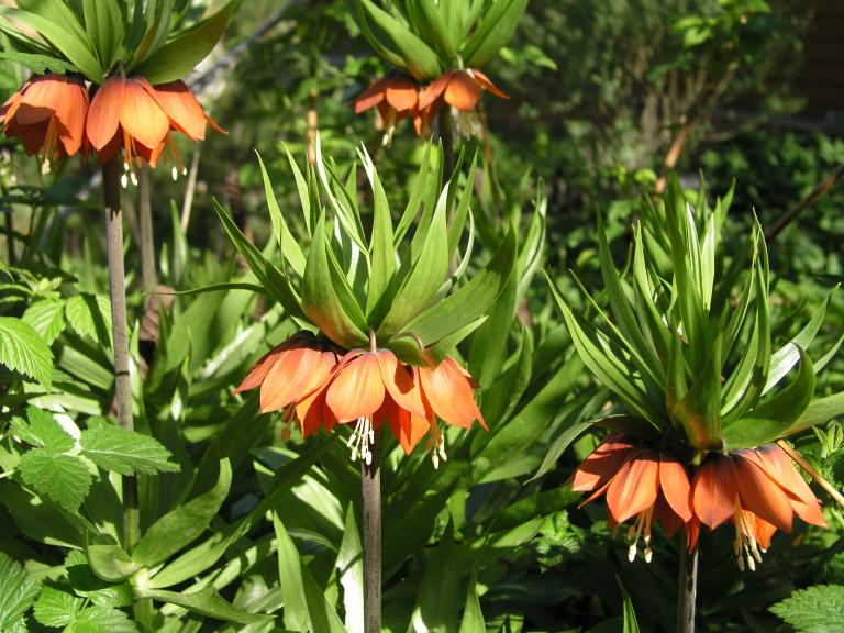 Рябчик императорский (Fritillaria imperialis L.) 