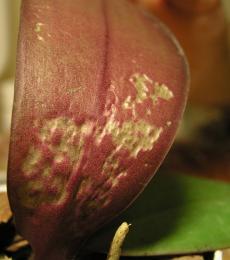 Пораженный лист фаленопсиса